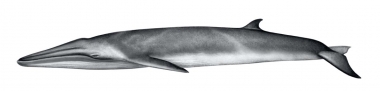 Image of Bryde’s whale (Balaenoptera edeni) - Calf