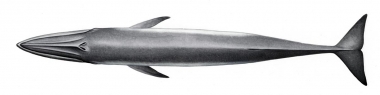 Image of Bryde’s whale (Balaenoptera edeni) - Topside