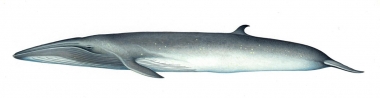 Image of Bryde’s whale (Balaenoptera edeni) - Adult
