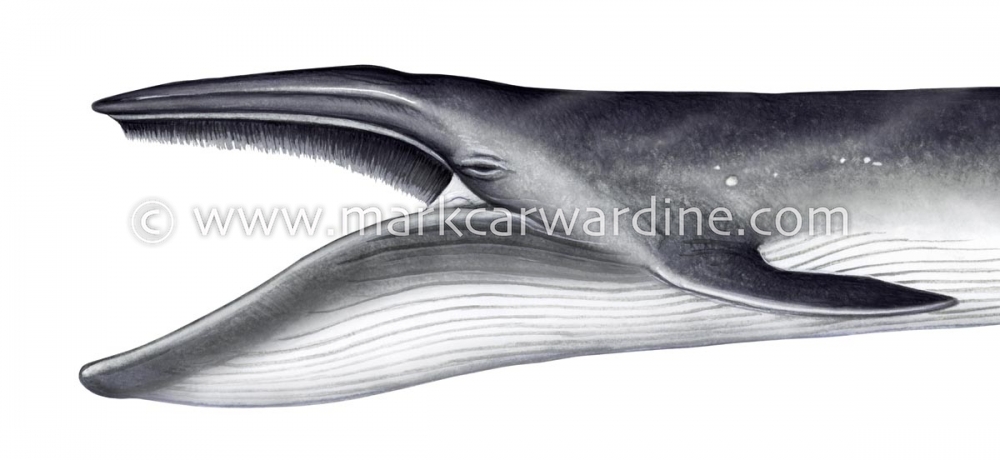 Bryde’s whale (Balaenoptera edeni)