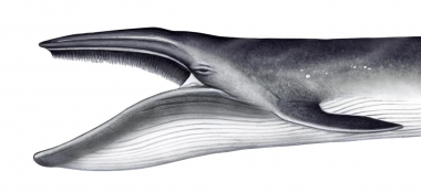 Image of Bryde’s whale (Balaenoptera edeni) - Open mouth showing baleen plates