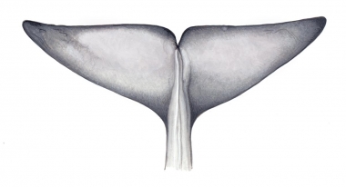 Image of Bryde’s whale (Balaenoptera edeni) - Fluke (underside typically creamy white)