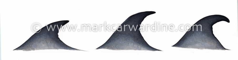 Bryde’s whale (Balaenoptera edeni)