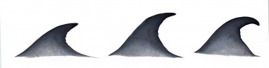 Image of Bryde’s whale (Balaenoptera edeni) - Fin variation