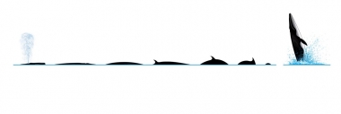 Image of Bryde’s whale (Balaenoptera edeni) - Dive sequence
