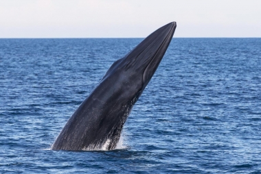 Image of Bryde’s whale (Balaenoptera edeni) - Breaching, Sea of Cortez (Gulf of California), Baja California, Mexico