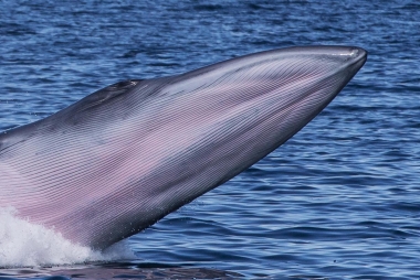 Image of Bryde’s whale (Balaenoptera edeni) - Breaching, Sea of Cortez (Gulf of California), Baja California, Mexico