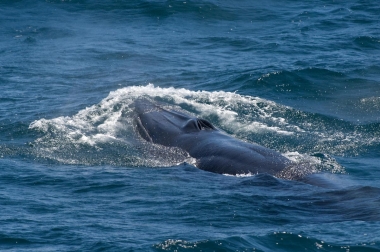 Image of Bryde’s whale (Balaenoptera edeni) - Showing characteristic three ridges on rostrum Sea of Cortez (Gulf of California), Baja California, Mexico