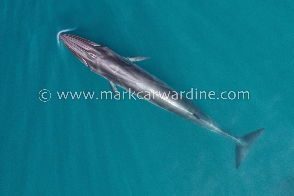 Bryde’s whale (Balaenoptera edeni)