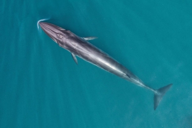 Image of Bryde’s whale (Balaenoptera edeni) - Aerial, Sea of Cortez, Mexico