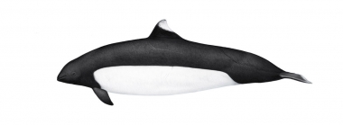 Image of Dall’s porpoise (Phocoenoides dalli) - Adult female ‘Truei’-type