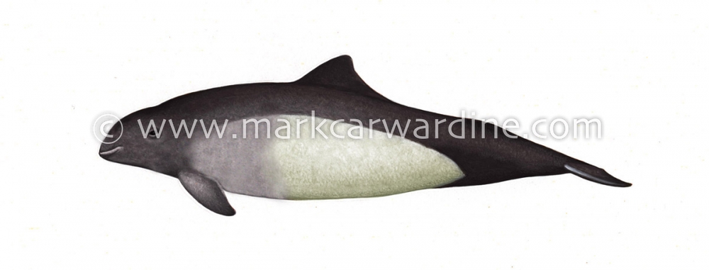 Dall’s porpoise (Phocoenoides dalli)