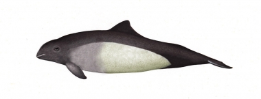 Image of Dall’s porpoise (Phocoenoides dalli) - Calf