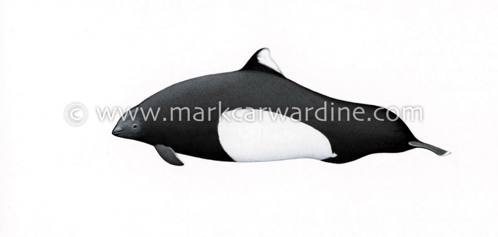 Dall’s porpoise (Phocoenoides dalli)