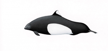 Click to see images of Dall’s porpoise (Phocoenoides dalli)