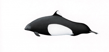 Image of Dall’s porpoise (Phocoenoides dalli) - Adult male ‘Dalli’-type