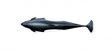Image of Dall’s porpoise (Phocoenoides dalli) - Adult male ‘Dalli’-type topside