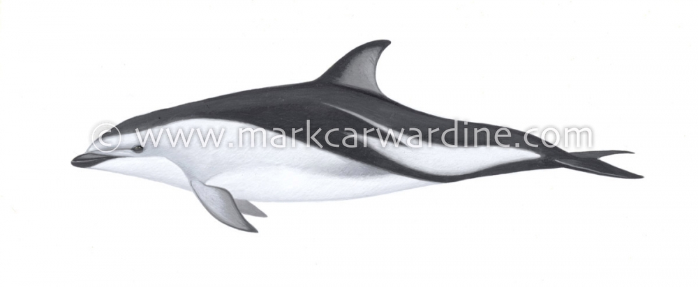 Dusky dolphin (Lagenorhynchus obscurus)