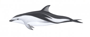 Image of Dusky dolphin (Lagenorhynchus obscurus) - Adult