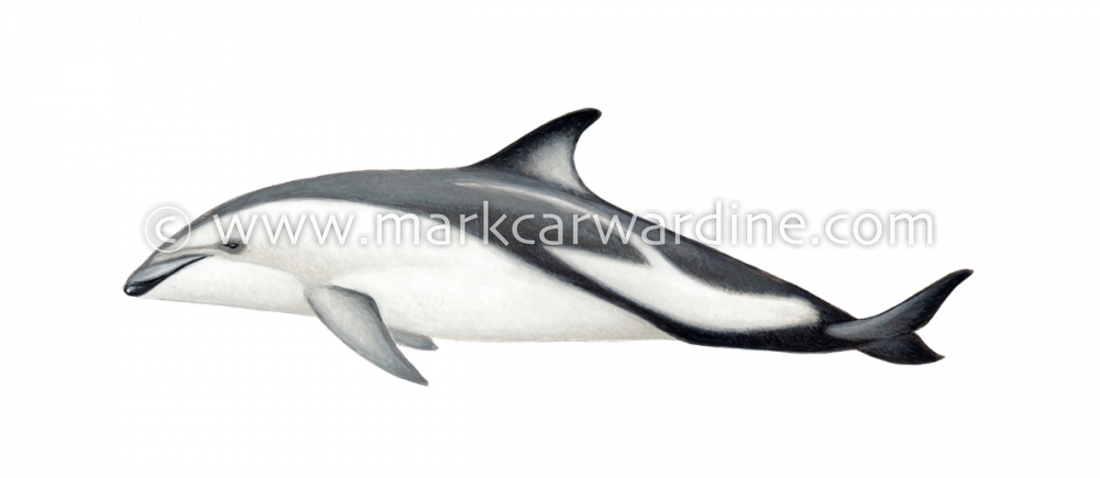 Dusky dolphin (Lagenorhynchus obscurus)