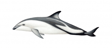 Image of Dusky dolphin (Lagenorhynchus obscurus) - Calf