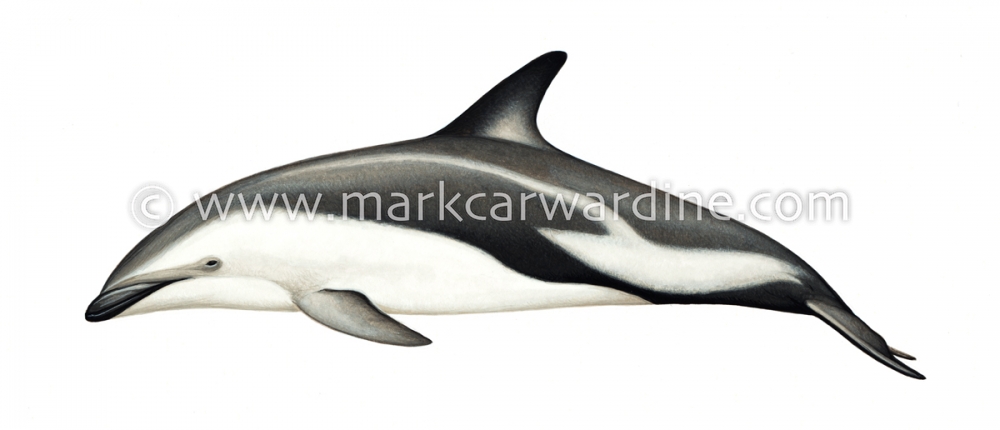 Dusky dolphin (Lagenorhynchus obscurus)