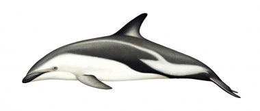 Image of Dusky dolphin (Lagenorhynchus obscurus) - Adult Argentinian (Fitzroy’s)