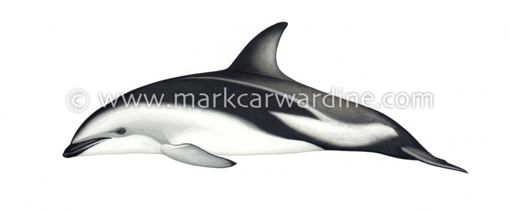 Dusky dolphin (Lagenorhynchus obscurus)