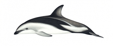 Image of Dusky dolphin (Lagenorhynchus obscurus) - Adult New Zealand