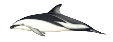 Image of Dusky dolphin (Lagenorhynchus obscurus) - Adult Peruvian/Chilean