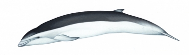 Image of Dusky dolphin (Lagenorhynchus obscurus) - Hybrid with southern right whale dolphin