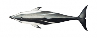 Image of Dusky dolphin (Lagenorhynchus obscurus) - Topside