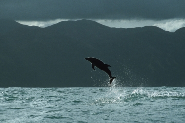 Image of Dusky dolphin (Lagenorhynchus obscurus) - Breaching, Kaikoura, South Island, New Zealand