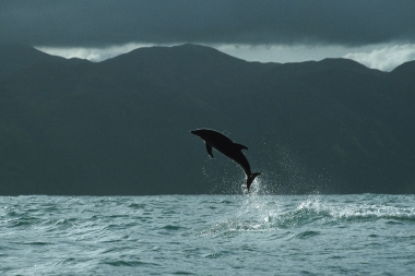 Image of Dusky dolphin (Lagenorhynchus obscurus) - Breaching, Kaikoura, South Island, New Zealand