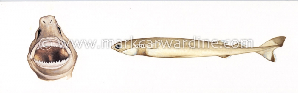 Common Ectoparasites on Cetaceans