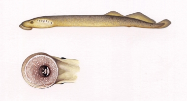 Image of Common Ectoparasites on Cetaceans - North Atlantic or sea lamprey (Petromyzon marinus), showing mouth detail