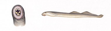 Image of Common Ectoparasites on Cetaceans - Pacific lamprey (Lampetra tridentate), occuring on cetaceans in the North Pacific (formerly Entosphenus tridentatus); showing mouth detail