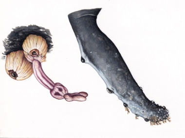 Image of Common Ectoparasites on Cetaceans - Stalked or rabbit-eared barnacle (Conchoderma auritum), individual attached to acorn barnacle and group attached to acorn barnacles on a humback whale flipper