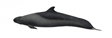 Image of False killer whale (Pseudorca crassidens) - Adult