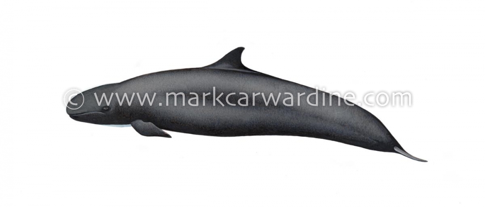 False killer whale (Pseudorca crassidens)