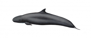 Image of False killer whale (Pseudorca crassidens) - Calf