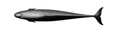 Image of False killer whale (Pseudorca crassidens) - Topside, adult