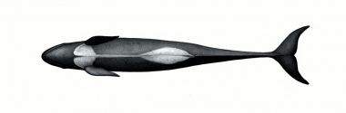 Image of False killer whale (Pseudorca crassidens) - Underside of adult