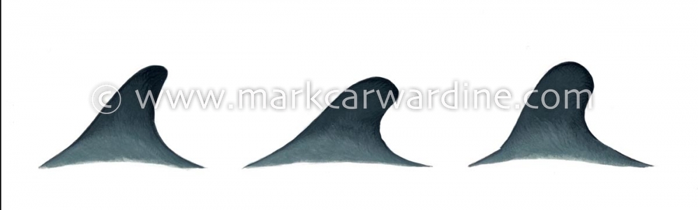 False killer whale (Pseudorca crassidens)