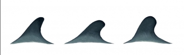 Image of False killer whale (Pseudorca crassidens) - Dorsal variations