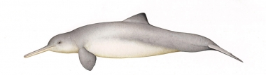 Image of Franciscana (Pontoporia blainvillei) - Adult male