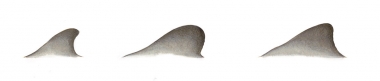 Image of Franciscana (Pontoporia blainvillei) - Dorsal fin variations