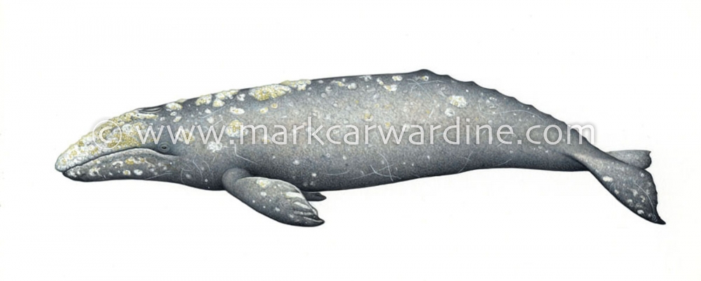 Grey or gray whale (Eschrichtius robustus)