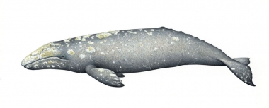 Image of Grey or gray whale (Eschrichtius robustus) - Adult