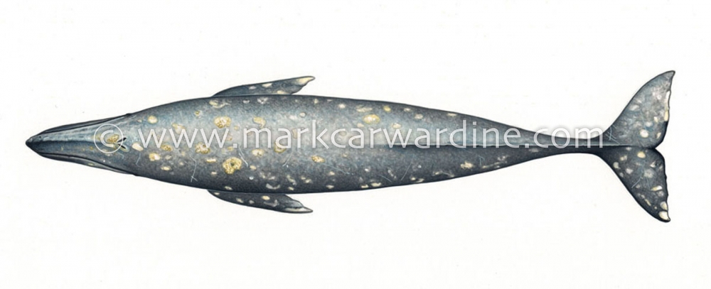 Grey or gray whale (Eschrichtius robustus)